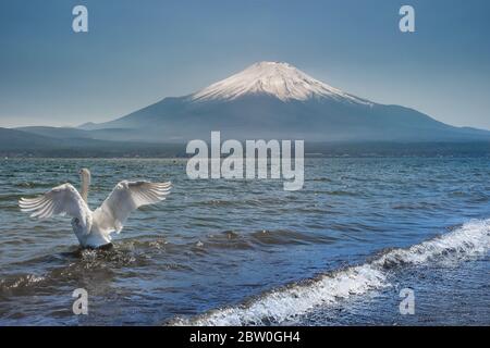 Weißer Schwan, der im See Kawaguchi in der Präfektur Yamanashi mit Mt. Fuji im Hintergrund, Japan Stockfoto