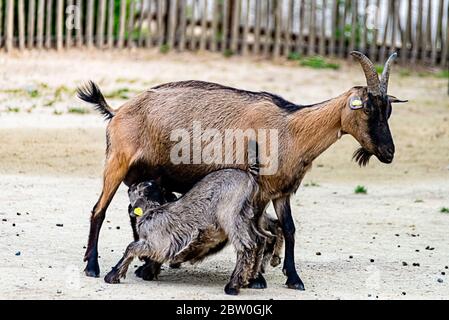 Kinder von Ziegen saugen am Zitze ihrer Mutter Stockfoto