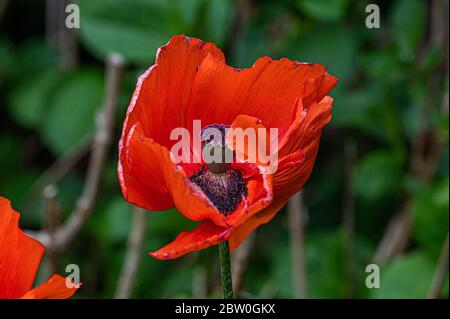 Garten Blumen, Papaver rhoeas, Hamburg, Deutschland Stockfoto