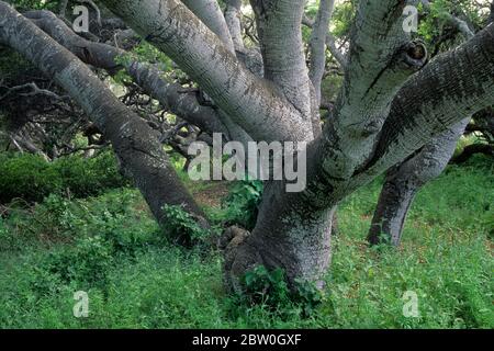 Eichenwälder, Los Osos Eichen State Reserve, Kalifornien Stockfoto