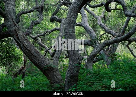 Eichenwälder, Los Osos Eichen State Reserve, Kalifornien Stockfoto