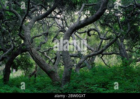 Eichenwälder, Los Osos Eichen State Reserve, Kalifornien Stockfoto