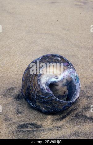 Turban Shell am Strand, Tijuana Slough National Wildlife Refuge, Tijuana River National Estuarine Research Reserve, Kalifornien Stockfoto