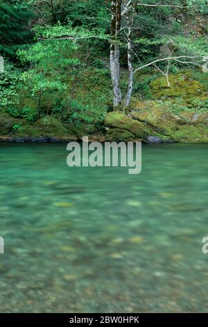 Smith Wild & Scenic River mit Erlen, Smith River National Recreation Area, Six Rivers National Forest, Kalifornien Stockfoto