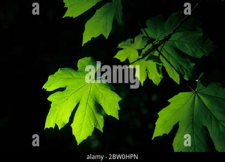 Bigleaf Maple Leaves, Jedediah Smith Redwoods State Park, Redwood National Park, Kalifornien Stockfoto