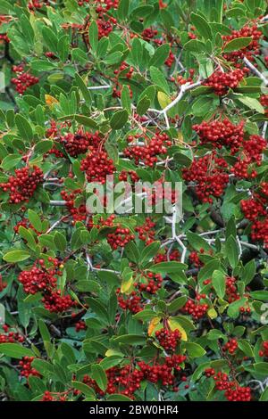 Toyon Berries, Napa County, Kalifornien Stockfoto