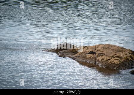 Eine einzige Schildkröte mit weicher Schale, die auf einem Felsen sonnenbaden kann Stockfoto