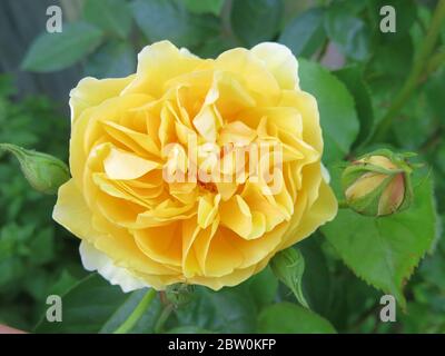 Nahaufnahme einer einzigen Blume der Rose Sorte namens Graham Thomas, die leuchtend gelbe Blütenblätter hat. Stockfoto