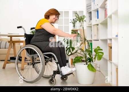 Positive junge Frau mit gelähmten Beinen im Rollstuhl sitzend und im Wohnzimmer die Hauspflanzen wässernd Stockfoto