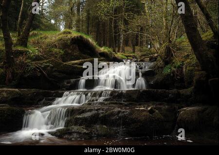 Kaskade auf Nant Bwrefwr, etwa auf halbem Weg zwischen dem Parkplatz und dem Afon Caerfanell. Stockfoto