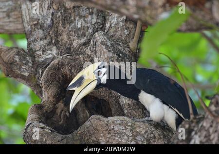 Wunderschöner orientalischer Hornvogel auf Koh Chang Ranong in Thailand Stockfoto