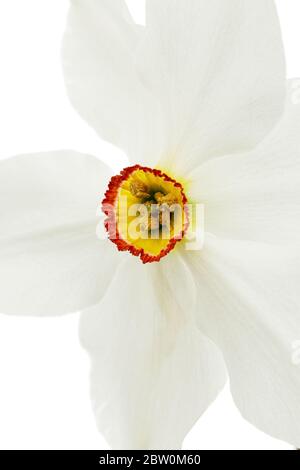 Blume der weißen Narzisse (Narcissus), isoliert auf weißem Hintergrund Stockfoto