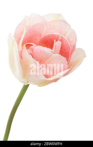 Rosa Blüten von Angelique Tulpe, isoliert auf weißem Hintergrund Stockfoto