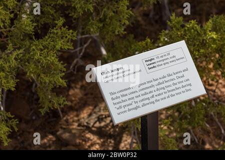 Hinweisschild für Utah Juniper am Shafer Canyon Aussichtspunkt auf Island in the Sky im Canyonlands National Park, Utah, USA Stockfoto