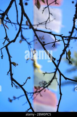 Bunte Gebetsfahnen und Aprikosenbaum in den Hochbergen Nepals Stockfoto