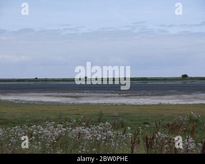 Meereslandschaft und eine Schlammwohnung mit Vögeln Stockfoto