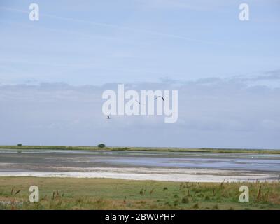 Vögel fliegen über einer wunderschönen Landschaft Stockfoto