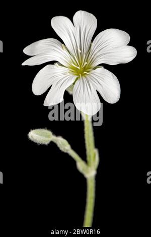 Weiße Blume von Cerastium, isoliert auf schwarzem Hintergrund Stockfoto