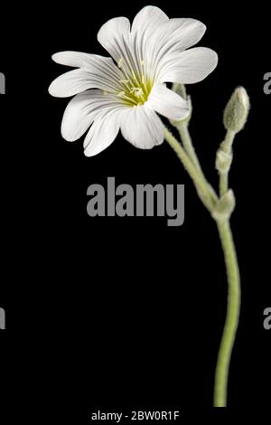 Weiße Blume von Cerastium, isoliert auf schwarzem Hintergrund Stockfoto