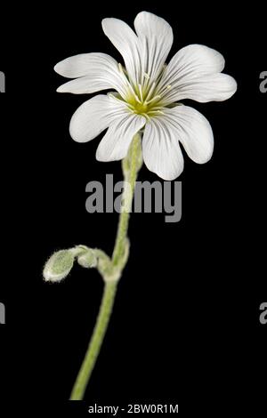 Weiße Blume von Cerastium, isoliert auf schwarzem Hintergrund Stockfoto