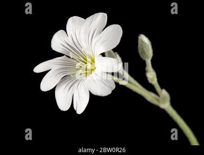 Weiße Blume von Cerastium, isoliert auf schwarzem Hintergrund Stockfoto