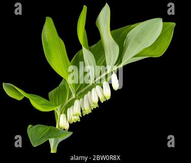 Polygonatum odoratum, Solomons Siegel oder duftende Solomons Siegel, isoliert auf schwarzem Hintergrund Stockfoto