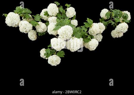 Blühender Blütenstand von Viburnum opulus roseum, hellweiße Blütenbälle, isoliert auf schwarzem Hintergrund Stockfoto