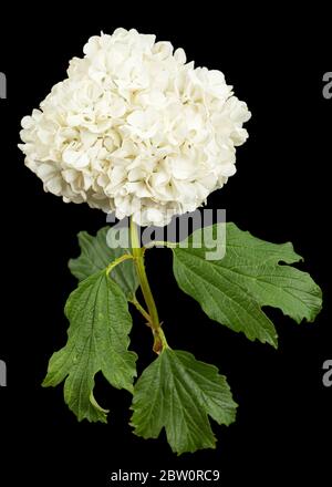 Blühender Blütenstand von Viburnum opulus roseum, hellweiße Blütenbälle, isoliert auf schwarzem Hintergrund Stockfoto