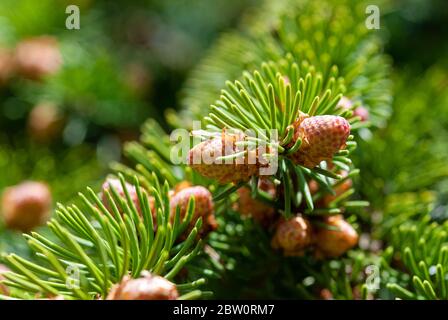 Blühende Fichtenknospen Nahaufnahme, Picea abies Vegetation im Frühjahr Stockfoto
