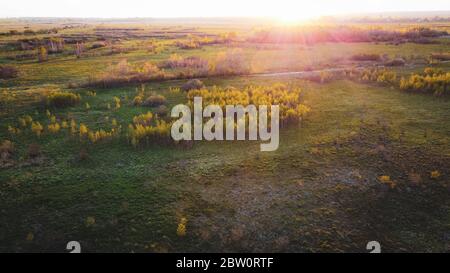 Luftaufnahme auf grünem Feld mit kleinen Bäumen Wald im Sonnenuntergang Licht, Drohne Sommerlandschaft der schönen Natur Stockfoto