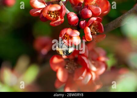Blühende rote Quitte (Chaenomeles japonica (Thunb.) Lindl. Ex Spach) und Hummel an sonnigen Tagen Stockfoto
