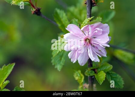 Blühende Rosa Mandel Prunus triloba rosa Blume auf grünem Strauch Stockfoto