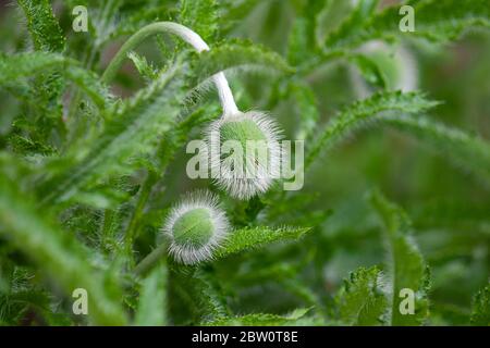 Orientalische Mohnknospen (Papaver orientale) blühen Stockfoto