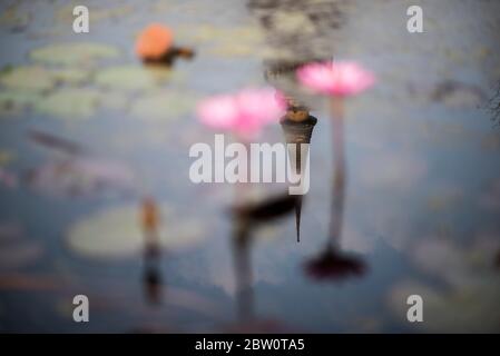 Seerosen an einem Wasserteich im Wat Mahathat Tempel, Sukhothai historische Stätte, Sukhothai, Thailand. Stockfoto