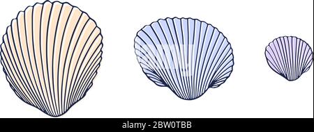 Vektor-Set von drei Muscheln in einer Linie. Handgezeichnete Vektorgrafik. Sommer-Ikone isoliert auf weißem Hintergrund Stock Vektor