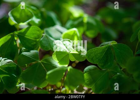 Oxalis acetosella wächst im Wald, Schatten und Licht Stockfoto