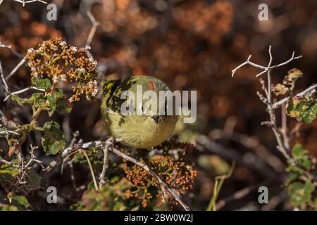 Kinglet mit Rubinkrone, Regulus calendula, Männchen auf der Nahrungssuche nach Ameisen und Samen in Fremont's Buckwheat, Erigonum corymbosum, Strauch bei Island in the Sky in C Stockfoto