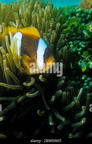 Ein Anemonenfisch in einer Wirtsanemone, Madagaskar. Stockfoto