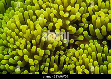 Ein Stinkeanemonefisch (Amphiprion akallopisos) in einer Wirtsanemone, Madagaskar. Stockfoto