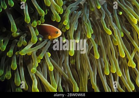 Ein Stinkeanemonefisch (Amphiprion akallopisos) in einer Wirtsanemone, Madagaskar. Stockfoto