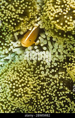 Ein Stinkeanemonefisch (Amphiprion akallopisos) in einer Wirtsanemone, Madagaskar. Stockfoto