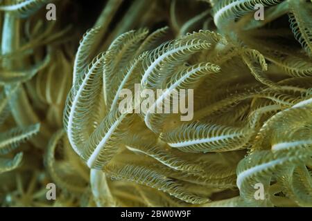 Pules Coral (Anthelia sp.), eine Art Weichkoralle, Madagaskar. Stockfoto