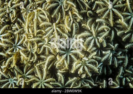 Pules Coral (Anthelia sp.), eine Art Weichkoralle, Madagaskar. Stockfoto
