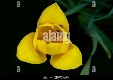 Schöne gelbe Tulpen auf schwarzem Hintergrund. Tulip im Dunkeln. Stockfoto