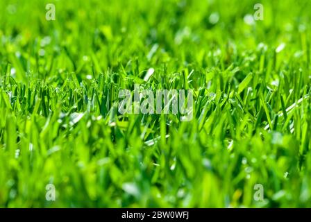 Frisch geschnittenes Gras, Makro-Low-Angle-Aufnahme mit selektivem Fokus Stockfoto