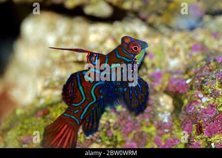 Synchiropus splendidus - der Mandarinfisch, einer der buntesten Salzwasserfische Stockfoto