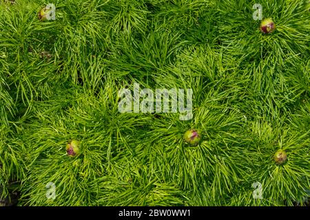 Grüne Blätter von jungen Pfingstrosen im Garten. Pflanzenstruktur. Stockfoto