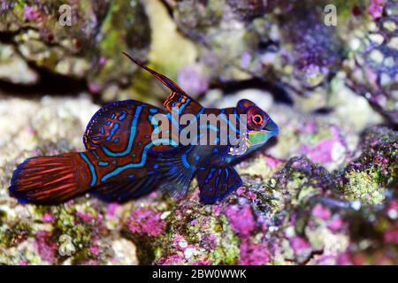 Synchiropus splendidus - der Mandarinfisch, einer der buntesten Salzwasserfische Stockfoto