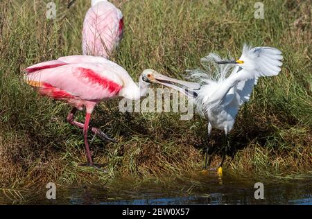 Ein rosate-Löffler und ein verschneiten Reiher-Kampf an einem Wasserloch in Canaveral National Seashore. Stockfoto