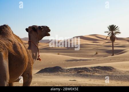 Kamel mit Palme in der Sahara Wüste Stockfoto